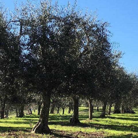 Parco di poggio valicaia firenze